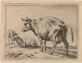Pissende ku