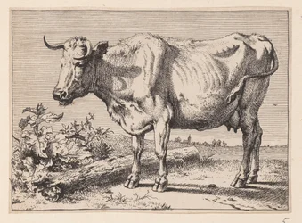 Kua med et krøllete horn, fra forskjellige okser og kyr