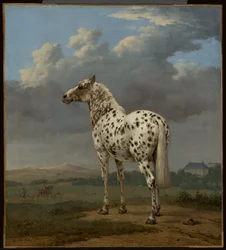 «Piebald»-hesten, ca. 1650–1654 (olje på lerret)