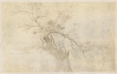 Studie av et knudrete tre