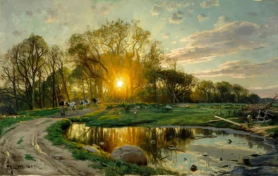 Hjembringing av kyrne ved solnedgang
