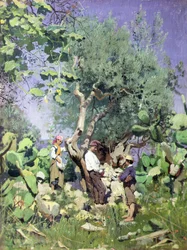 Olivenhøsten