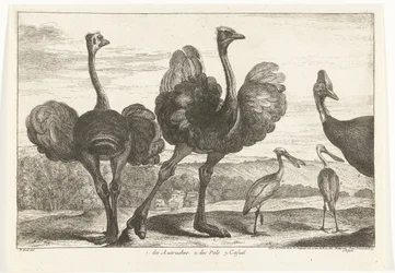 Struts, kassuar og skjestork 1. Autrukene. 2. des Pals. c. uformelt Fugler fra menasjeriet i Versailles (serietittel)