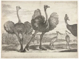 Struts, kassuar og skjestork Fugler fra menasjeriet i Versailles (serietittel)