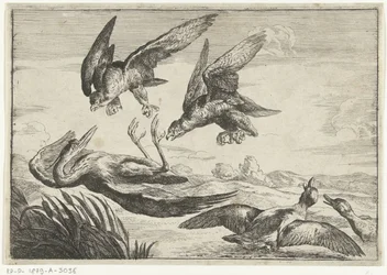 To falker angriper en hegre Diversi uccelli (serietittel)