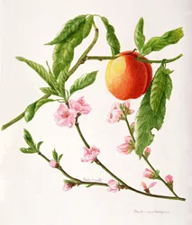 Ferskenvariant: Vandrefalk (akvarell)