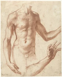 Studie av en torso Studie av en ung manns overkropp