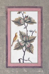 Fugle- og blomsterstudie, ca. 1780