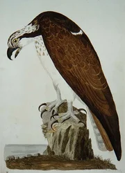 The Bald Buzzard, plate fra 