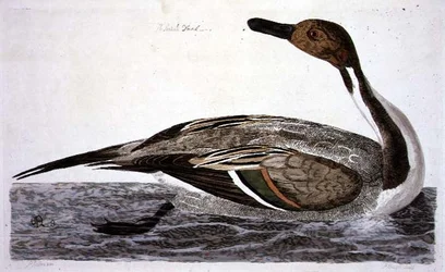 Pintail Duck (Anas acuta) plate fra 