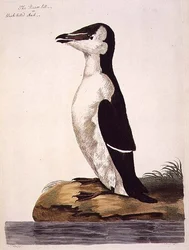 Razorbill (Alca torda) eller Black-Billed Auk, plate fra 