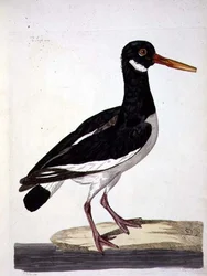 The Sea Pie or Oystercatcher (Haematopus ostralegus) plate fra 