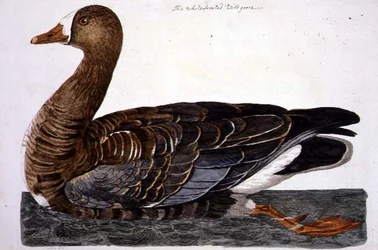 The White-Fronted Goose (Anser albifrons) plate fra 