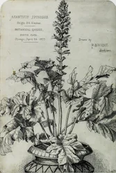 Acanthus Spinosus, Presentasjonstegninger