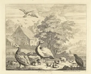 Gjess med unger ved en bekk Forskjellige fugler (serietittel)