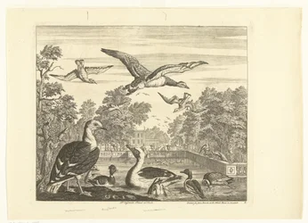 Svartrygg og ender i en fugledam Forskjellige fugler (serietittel)