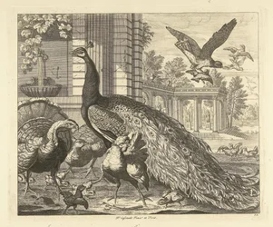 Påfugl og kalkun ved en hagesøylegang Forskjellige fugler (serietittel)