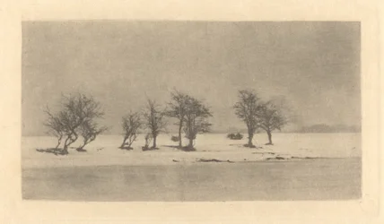 knudrete tornetrær