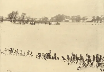Myrvegetasjon, i eller før 1895 (bilde)