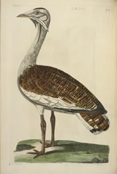 The Male Bustard, illustrasjon fra 