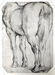 Hestens bakdel