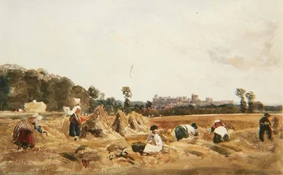 PD.129-1950 Cornfield, Windsor
