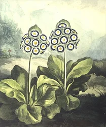 Primrose: Primula auricula, gravert av Sutherland, fra Robert Thorntons "Temple of Flora" 1807