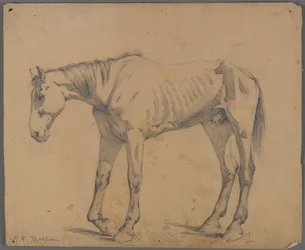 Hest (grafitt på papir)