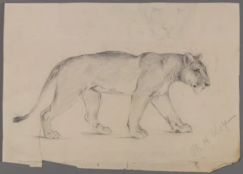 Striding løvinne (grafitt på papir)