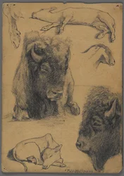 Studier av bison, kalv og geit (grafitt og blekk på papir)
