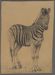 Zebra (grafitt på papir)