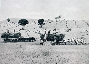 Harvesting, New South Wales, ca. 1900, fra `Under the Southern Cross - Glimpses of Australia