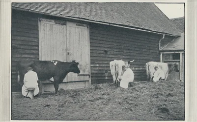 Melkende kyr, 1910
