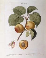 Aprikos (Armeniaca vulgaris eller Prunus armeniaca), Henry Louis Duhamel du Monceau, botanisk tallerken av Pierre Joseph Redouté