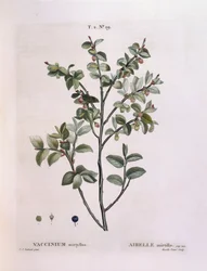 Blåbær (Vaccinium myrtillus), Henry Louis Duhamel du Monceau, botanisk tallerken av Pierre Joseph Redouté