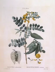Blære Senna (Colutea arborescence), Henry Louis Duhamel du Monceau, botanisk plate av Pierre Joseph Redouté