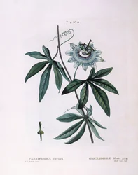 Blå pasjonsblomst (Passiflora caerulea), Henry Louis Duhamel du Monceau, botanisk tallerken av Pierre Joseph Redouté
