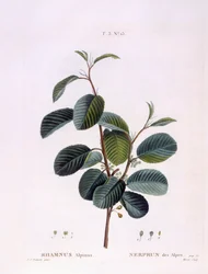 Tindved (Rhamnus alpinus), Henry Louis Duhamel du Monceau, botanisk plate av Peter Joseph Redouté