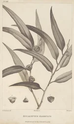 Eucalyptus Globulus fra "En beretning om en reise på leting etter La Perouse" av Jacques-Julien Houtou de La Billardière