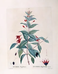 Fuchsia (Fuchsia magellanica), Henry Louis Duhamel du Monceau, botanisk plate av Pierre Joseph Redouté