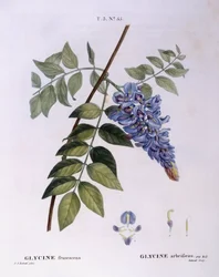 Wisteria (Glycine frutescens), Henry Louis Duhamel du Monceau, botanisk plate av Pierre Joseph Redouté