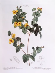 Kjekk flat ert (Platylobium formosum), Henry Louis Duhamel du Monceau, botanisk tallerken av Pierre Joseph Redouté