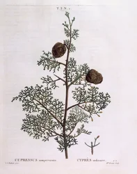 Middelhavssypress (Cupressus sempervirens), Henry Louis Duhamel du Monceau, botanisk plate av Pierre Joseph Redouté