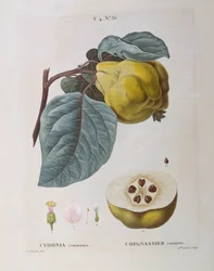 Quince (Cydonia communis), Henry Louis Duhamel du Monceau, botanisk plate av Pierre Joseph Redouté