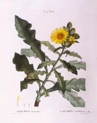 Så tistler (Sonchus fruticosus), Henry Louis Duhamel du Monceau, botanisk tallerken av Pierre Joseph Redouté