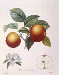Eple "Kastanjeeple" Henry Louis Duhamel du Monceau, botanisk tallerken av Pierre Antoine Poiteau