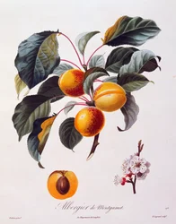 Frukter og blomster av aprikos Albergier De Montgamet, ca 1846, farget gravering av Pierre-Antoine Poiteau fra Pomolgie Francais, Frankrike
