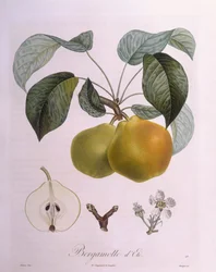 Pære "Bergamot" Henry Louis Duhamel du Monceau, botanisk plate av Pierre Antoine Poiteau