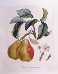 Pære "Bezi de Chaumontel" Henry Louis Duhamel du Monceau, botanisk plate av Pierre Antoine Poiteau