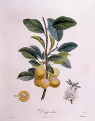 Plomme "Drap d'or", Henry Louis Duhamel du Monceau, botanisk tallerken av Pierre Antoine Poiteau